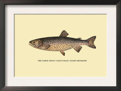 The Tahoe Trout by H.H. Leonard Pricing Limited Edition Print image