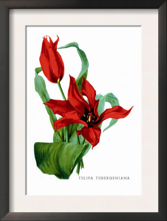 Tulipa Tubergeniana by H.G. Moon Pricing Limited Edition Print image