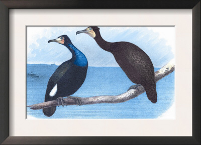 Violet Green Cormorant And Florida Cormorant by Theodore Jasper Pricing Limited Edition Print image