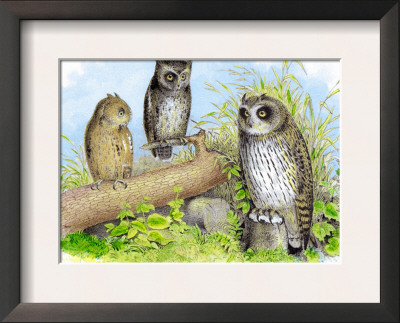 Short-Eared Owl And Screech Owl by Theodore Jasper Pricing Limited Edition Print image