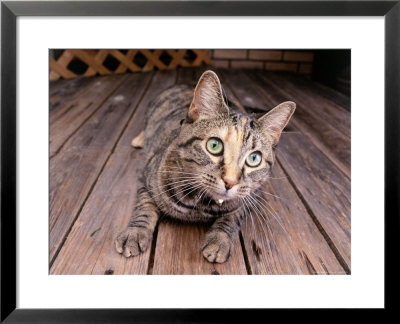 Cat Lying On Wooden Floor by Greg Smith Pricing Limited Edition Print image