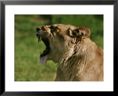 Female Lion by Peter Walton Pricing Limited Edition Print image