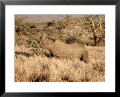 Black Rhino Feeding, Lewa Downs Reserve, Kenya by Michele Burgess Pricing Limited Edition Print image