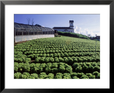 Lettuce Plantation, Teresopolis, Brazil by Silvestre Machado Pricing Limited Edition Print image