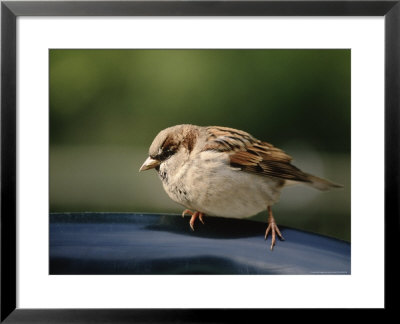 Sparrow, Central Park, Nyc by Rudi Von Briel Pricing Limited Edition Print image