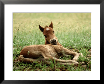 Wild Spanish Mustang, Outer Banks Nc by John Greim Pricing Limited Edition Print image