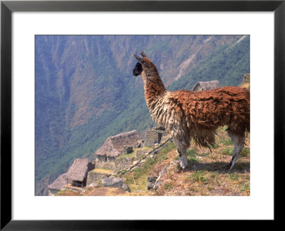 Llama On A Hilltop Looking Down At Village, Peru by Rose Thompson Pricing Limited Edition Print image