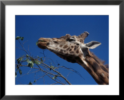 Giraffe Eating by Scott Christopher Pricing Limited Edition Print image