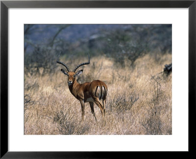 Impala Buck (Aepyceros Melampus), Mara, Kenya by Ralph Reinhold Pricing Limited Edition Print image