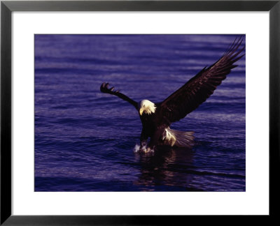 Bald Eagles, Haliaeetus Leucocephalus by Robert Franz Pricing Limited Edition Print image