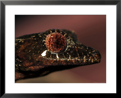 Leaftailed Gecko, Uropltus Phantasticus by Larry F. Jernigan Pricing Limited Edition Print image