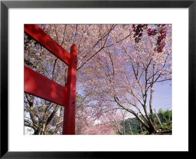 Teresopolis, Serra Do Frade, Atlantic Wood by Silvestre Machado Pricing Limited Edition Print image