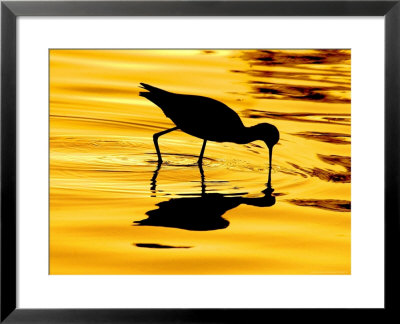 Avocet Silhouette At Sunrise by Russell Burden Pricing Limited Edition Print image