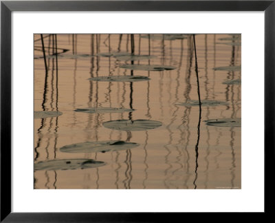 Lake Photography, Lily Pads On Water by Keith Levit Pricing Limited Edition Print image
