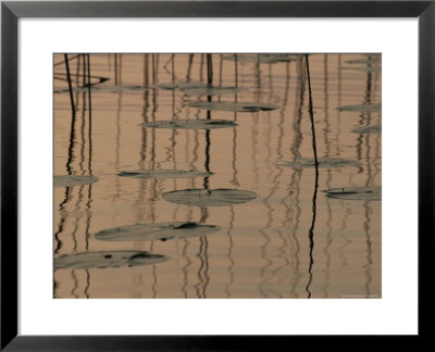 Lake Photography, Lily Pads On Water by Keith Levit Pricing Limited Edition Print image