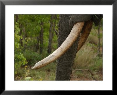 Close-Up Of Elephant Tusk, Kruger National Park by Keith Levit Pricing Limited Edition Print image