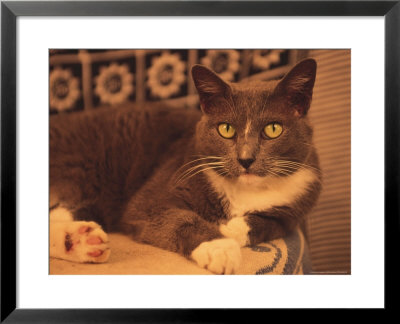 Cat Sitting On Table by Bill Romerhaus Pricing Limited Edition Print image