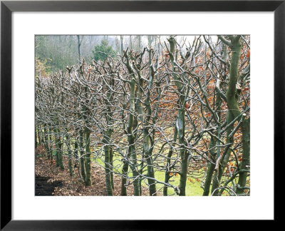 Fagus (Beech) Hedge Recently Clipped, Bare Stems, Winter by Mark Bolton Pricing Limited Edition Print image