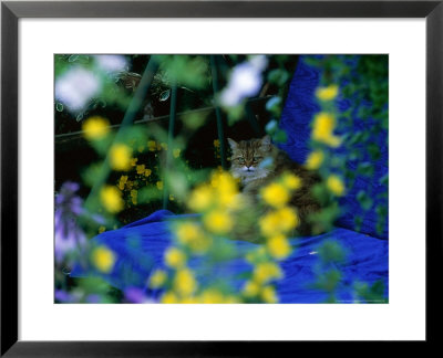 Amazing Cat With Fluffy Brown Fur And Icy Stare, On Swing Seat At 16 Gordano Gardens, Somerset by Mark Bolton Pricing Limited Edition Print image