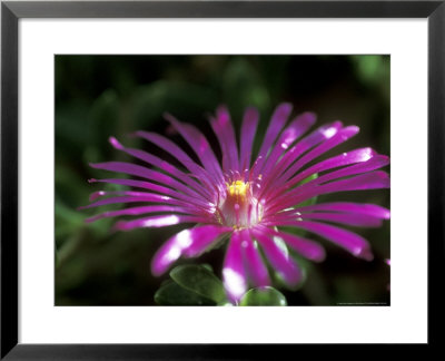 Delosperma Cooperi, Close-Up Of Pink Flower by Ruth Brown Pricing Limited Edition Print image