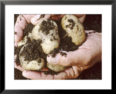 Hands Holding Harvested Potatoes by Linda Burgess Pricing Limited Edition Print image