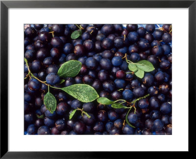 Damsons (Prunus Domestica Ssp. Institia) Picked Fruit And Leaves by Linda Burgess Pricing Limited Edition Print image