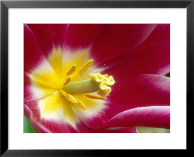 Tulipa Maytime (Lily-Flowered) by Chris Burrows Pricing Limited Edition Print image