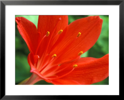 Cyrtanthus Elatus, Close-Up Of Red Flower Head by Chris Burrows Pricing Limited Edition Print image