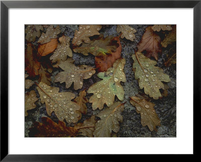 Autumn Leaves, Oak And Beech October by Kathy Collins Pricing Limited Edition Print image