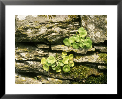 Umbilicus Rupestris (Wall Pennywort) by Erika Craddock Pricing Limited Edition Print image