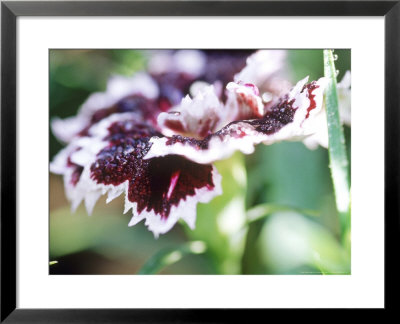 Carnation by Francois De Heel Pricing Limited Edition Print image