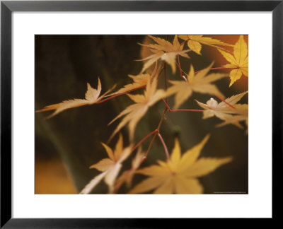 Leaves Of Acer Palmatum Senaki by Carole Drake Pricing Limited Edition Print image