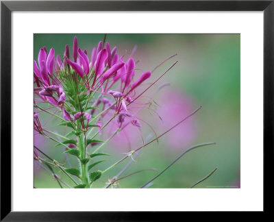 Cleome Spinosa Violet Queen Close-Up by Carole Drake Pricing Limited Edition Print image