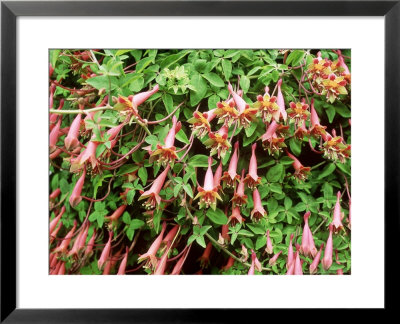 Tropaeolum Pentaphyllum by Christopher Fairweather Pricing Limited Edition Print image