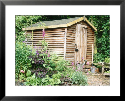 Wooden Shed With Border In Front Digitalis, Cotinus, Erysimum & Euphorbia, Hampton Cottage by Sunniva Harte Pricing Limited Edition Print image