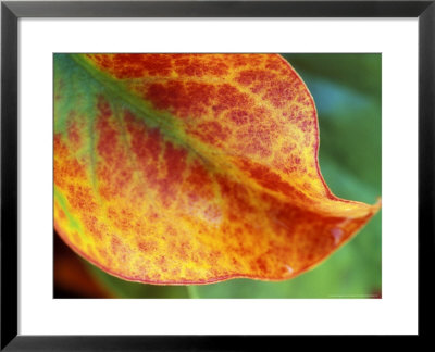 Limonium Platyphyllum by Lynn Keddie Pricing Limited Edition Print image
