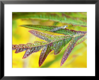 Rhus Typhina Dissecta Leaves With Crane Fly, October by Lynn Keddie Pricing Limited Edition Print image