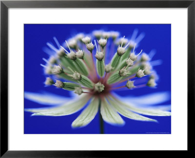 Astrantia (Masterwort), Flower On Dark Blue Background by Steven Knights Pricing Limited Edition Print image