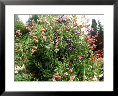 Lathyrus Odoratus (Sweet Pea), Annual Climber by Michele Lamontagne Pricing Limited Edition Print image
