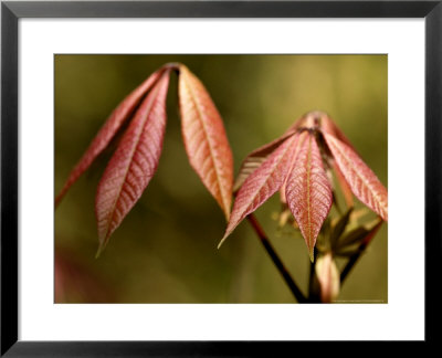 Aesculus Parviflora (Shrubby Pavia), Close-Up Of New Red Palmate Leaves by Susie Mccaffrey Pricing Limited Edition Print image