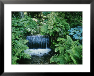 Shallow Waterfall And Stream Shady Planting Of Hosta, Fern Fernhill, Ireland (Near Dublin) by Martine Mouchy Pricing Limited Edition Print image