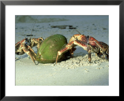 Robber Crab, Crab Opening Coconut, Indian Ocean by Jan Aldenhoven Pricing Limited Edition Print image