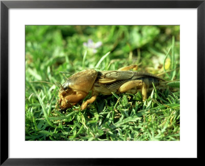 Mole Cricket, Spain by Antinolo Jorge Sierra Pricing Limited Edition Print image