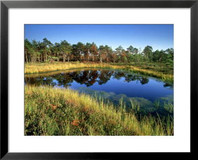 Latvian Landscapes, Kemeri National Park, Latvia by Niall Benvie Pricing Limited Edition Print image