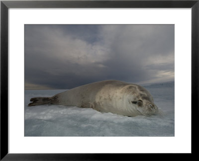 Crabeater Seal On Ice, Sub Antarctic by Tobias Bernhard Pricing Limited Edition Print image