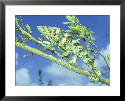 Mellers Chameleon, Tanzania by Andrew Bee Pricing Limited Edition Print image
