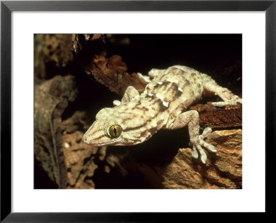 White Spotted Gecko, Africa by Andrew Bee Pricing Limited Edition Print image