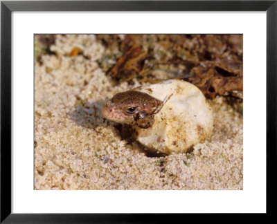 Sand Lizard, Hatching From Egg by David Boag Pricing Limited Edition Print image