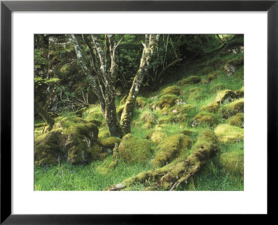 Moss Covered Boulders by David Boag Pricing Limited Edition Print image