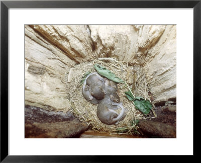 Grey Squirrels, Young In Nest At Six Weeks by Tony Bomford Pricing Limited Edition Print image